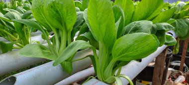 Hidrofonik boruda paket var. Hidrofonik sebze çiftliği.