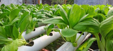 Hidrofonik boruda paket var. Hidrofonik sebze çiftliği.