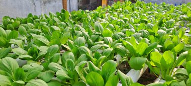 Hidrofonik boruda paket var. Hidrofonik sebze çiftliği.