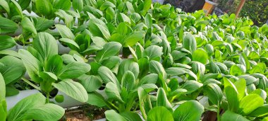 Hidrofonik boruda paket var. Hidrofonik sebze çiftliği.