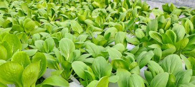 Hidrofonik boruda paket var. Hidrofonik sebze çiftliği.