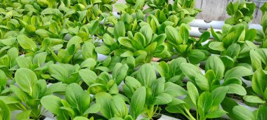 Hidrofonik boruda paket var. Hidrofonik sebze çiftliği.