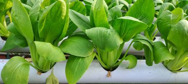 Hidrofonik boruda paket var. Hidrofonik sebze çiftliği.