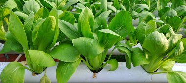 Hidrofonik boruda paket var. Hidrofonik sebze çiftliği.