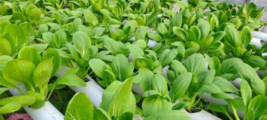 Hidrofonik boruda paket var. Hidrofonik sebze çiftliği.