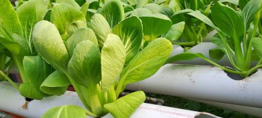 Hidrofonik boruda paket var. Hidrofonik sebze çiftliği.