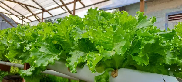 Yeşil yapraklı marul çiftliği hidroponik yöntemi olarak kullanılır. Serada yetişen marul çiftliğinin hidrofoniği.