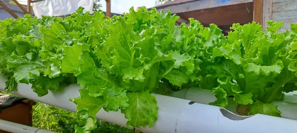 Yeşil yapraklı marul çiftliği hidroponik yöntemi olarak kullanılır. Serada yetişen marul çiftliğinin hidrofoniği.