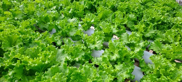 Yeşil yapraklı marul çiftliği hidroponik yöntemi olarak kullanılır. Serada yetişen marul çiftliğinin hidrofoniği.