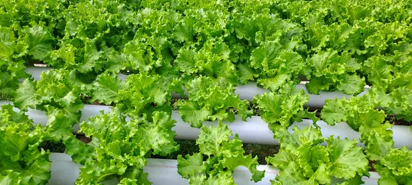 Yeşil yapraklı marul çiftliği hidroponik yöntemi olarak kullanılır. Serada yetişen marul çiftliğinin hidrofoniği.