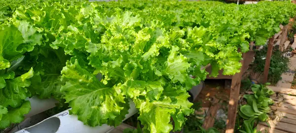 Yeşil yapraklı marul çiftliği hidroponik yöntemi olarak kullanılır. Serada yetişen marul çiftliğinin hidrofoniği.