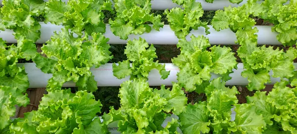 Yeşil yapraklı marul çiftliği hidroponik yöntemi olarak kullanılır. Serada yetişen marul çiftliğinin hidrofoniği.