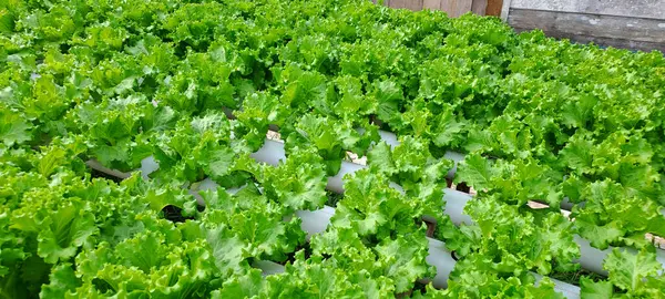 Yeşil yapraklı marul çiftliği hidroponik yöntemi olarak kullanılır. Serada yetişen marul çiftliğinin hidrofoniği.