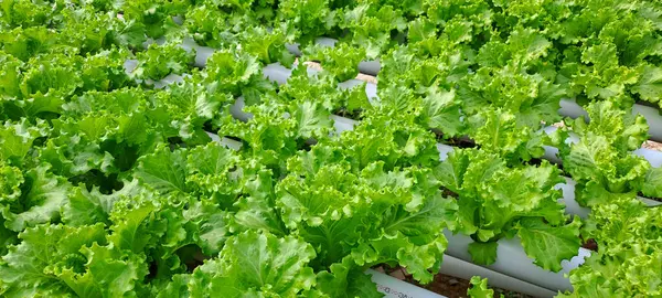 Yeşil yapraklı marul çiftliği hidroponik yöntemi olarak kullanılır. Serada yetişen marul çiftliğinin hidrofoniği.