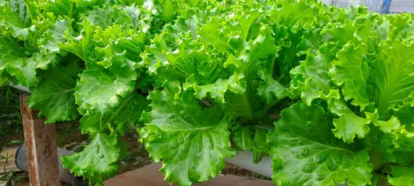 Yeşil yapraklı marul çiftliği hidroponik yöntemi olarak kullanılır. Serada yetişen marul çiftliğinin hidrofoniği.