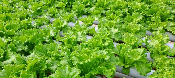 Yeşil yapraklı marul çiftliği hidroponik yöntemi olarak kullanılır. Serada yetişen marul çiftliğinin hidrofoniği.