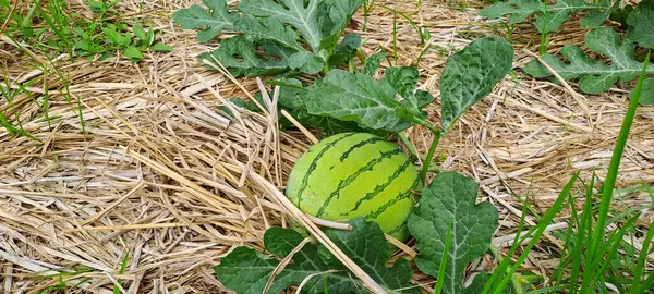Tarlada büyüyen karpuz. Çiftlikteki karpuz