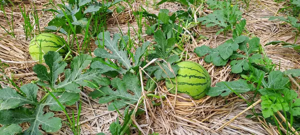 Tarlada büyüyen karpuz. Çiftlikteki karpuz