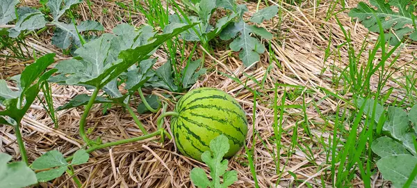 Tarlada büyüyen karpuz. Çiftlikteki karpuz