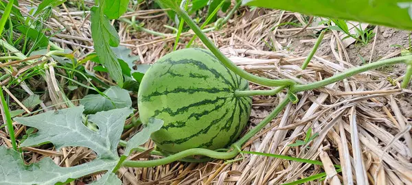 Tarlada büyüyen karpuz. Çiftlikteki karpuz