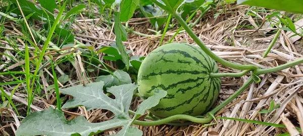 Tarlada büyüyen karpuz. Çiftlikteki karpuz