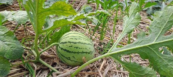 Tarlada büyüyen karpuz. Çiftlikteki karpuz
