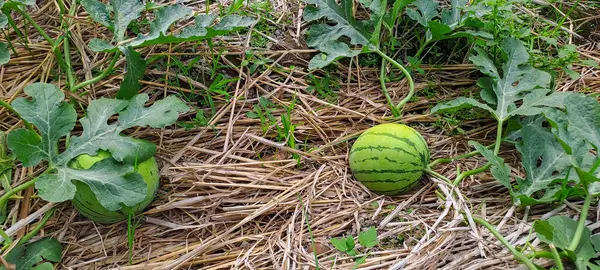 Tarlada büyüyen karpuz. Çiftlikteki karpuz