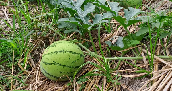 Tarlada büyüyen karpuz. Çiftlikteki karpuz