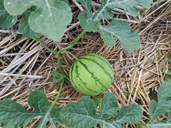 Tarlada büyüyen karpuz. Çiftlikteki karpuz