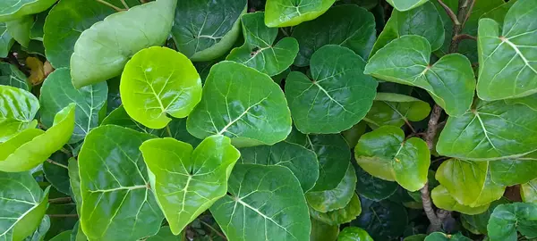 Kalkan aralia denilen tropikal bir çalılık, veya erik aralia (Polyscias scutellaria)