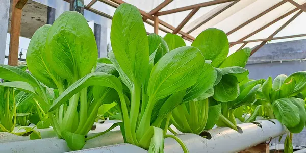 Hidrofonik boruda paket var. Hidrofonik sebze çiftliği.