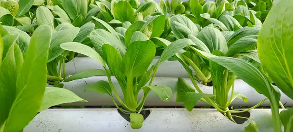 Hidrofonik boruda paket var. Hidrofonik sebze çiftliği.