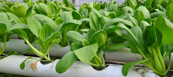 Hidrofonik boruda paket var. Hidrofonik sebze çiftliği.