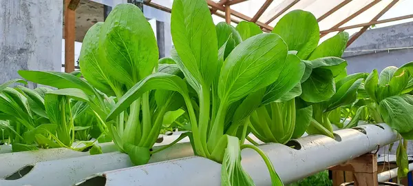 Hidrofonik boruda paket var. Hidrofonik sebze çiftliği.