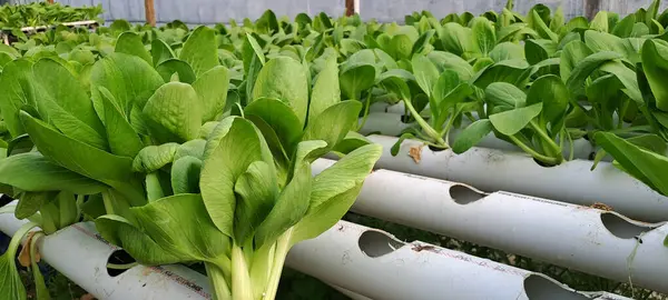 Hidrofonik boruda paket var. Hidrofonik sebze çiftliği.