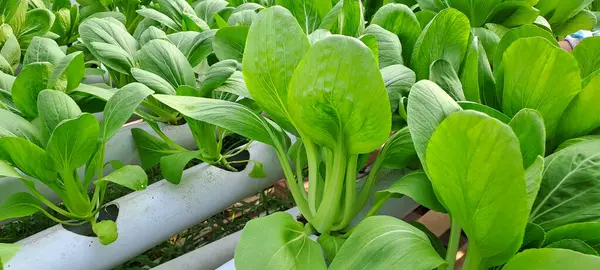 Hidrofonik boruda paket var. Hidrofonik sebze çiftliği.