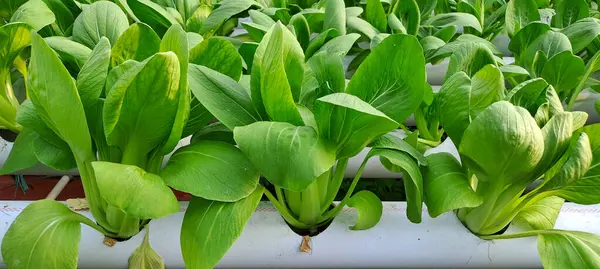 Hidrofonik boruda paket var. Hidrofonik sebze çiftliği.