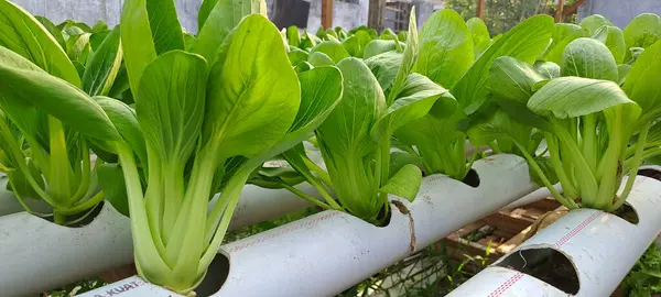 Hidrofonik boruda paket var. Hidrofonik sebze çiftliği.