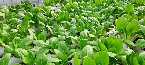 Hidrofonik boruda paket var. Hidrofonik sebze çiftliği.