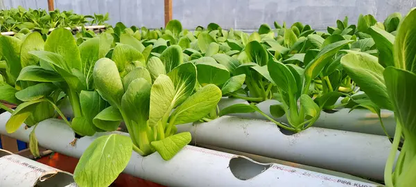 Hidrofonik boruda paket var. Hidrofonik sebze çiftliği.