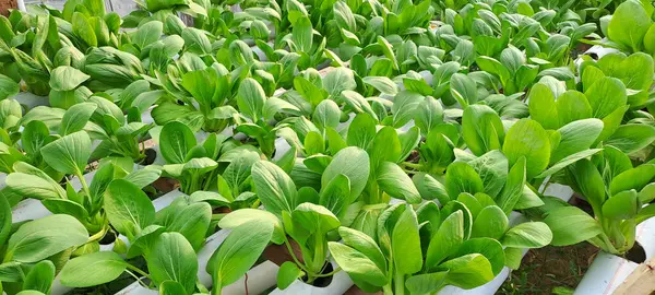 Hidrofonik boruda paket var. Hidrofonik sebze çiftliği.