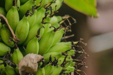 Muz ağacı ve tarım tarlalarında bir sürü yeşil muz.