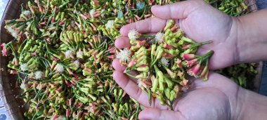 El Tutuşu Organik karanfil Baharatı