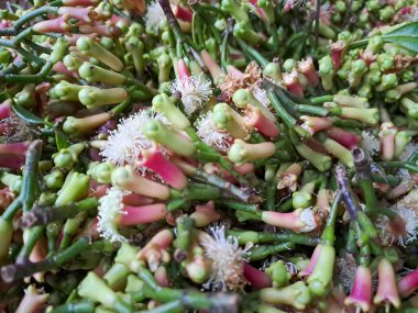 El Tutuşu Organik karanfil Baharatı