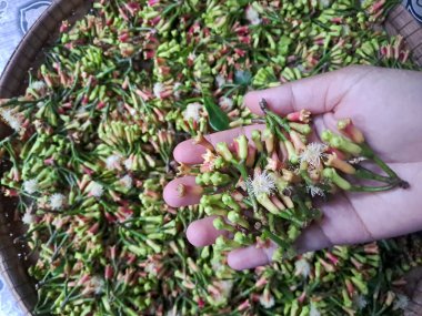 El Tutuşu Organik karanfil Baharatı