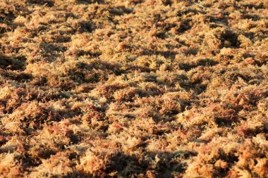 Kurutulmuş yosun, deniz kenarında kurutulmuş yosun.