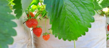 Ağaçta olgun organik çilek var. Çilek tarlası. Güneşli bir günde bahçede lezzetli meyveler