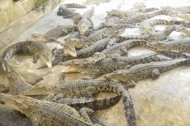 Çiftlikteki birçok timsahın portresi