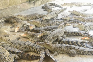 Çiftlikteki birçok timsahın portresi