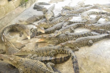 Çiftlikteki birçok timsahın portresi